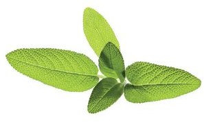 Click & Grow Kapsułki roślinne Click &amp Grow Pods Sage Szałwia Sage