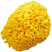 OkBaby Honeycomb sea sponges 10