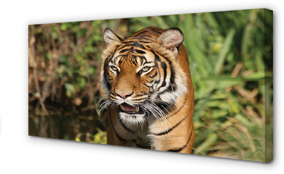 PL Tulup Obrazy na płótnie Tygrys las 100x50cm