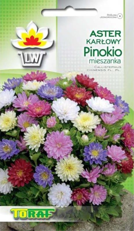 Toraf KWIATY Aster karłowy Pinokio nasiona 1g 00324