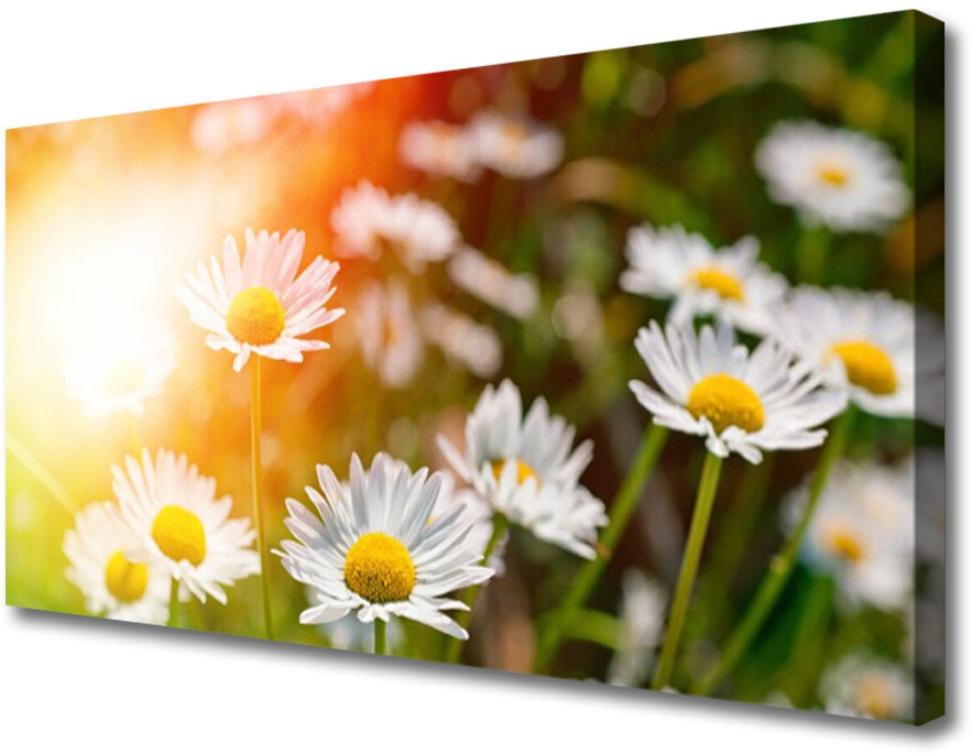 PL Tulup Obraz Canvas Stokrotki Kwiaty Promienie 120x60cm