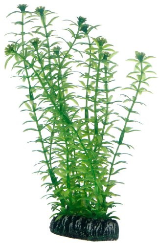 Hobby lagarosiphon, 20 cm