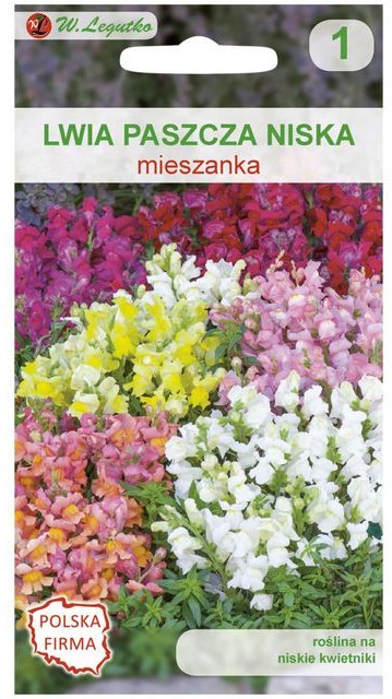 Legutko Lwia paszcza niska MIESZANKA