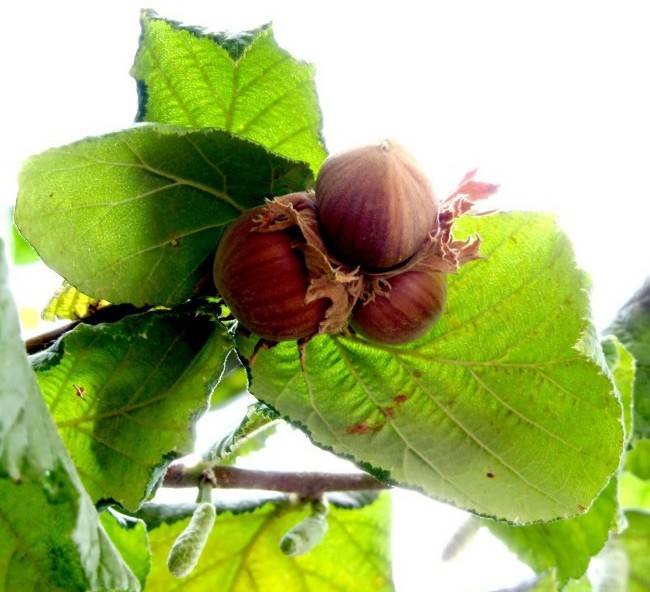 Leszczyna (Corylus) w odmianach 60 / 100 cm