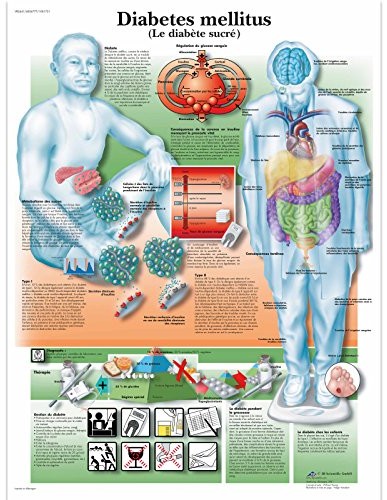 3B Scientific anatomiczne krojenia VR2441UU