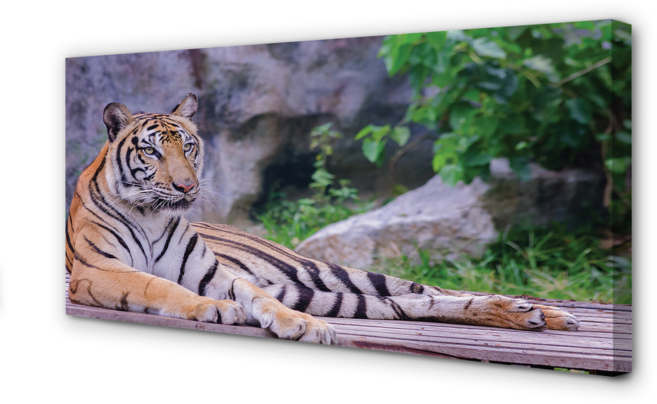 PL Tulup Obrazy na płótnie Tygrys w zoo 120x60cm