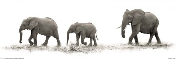 Pyramid Posters The Elephants - plakat MCPP60238