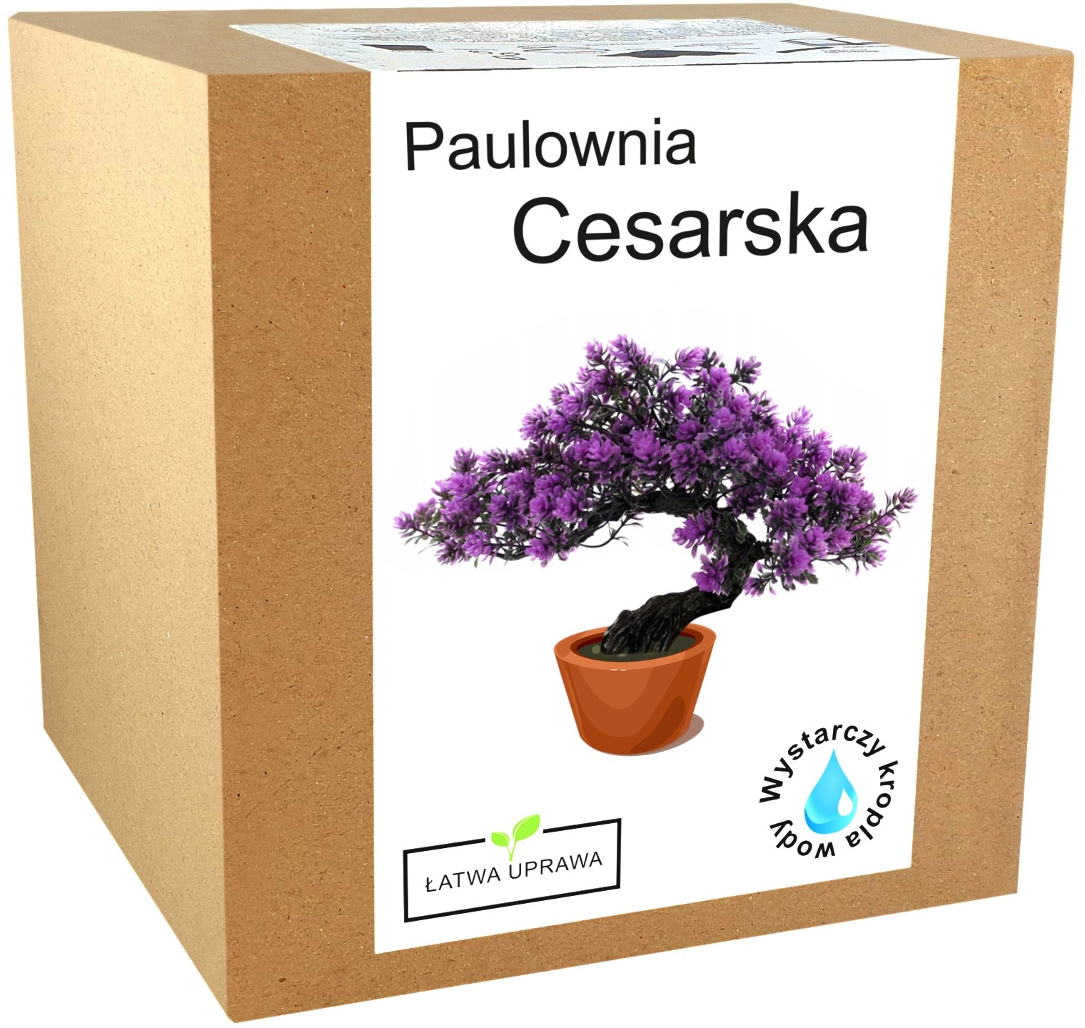 Zestaw do uprawy Bonsai paulownia cesarska drzewko