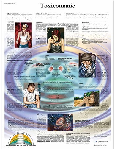 3B Scientific anatomiczne krojenia VR2781UU