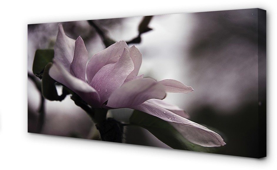PL Tulup Obrazy na płótnie Magnolia 100x50cm