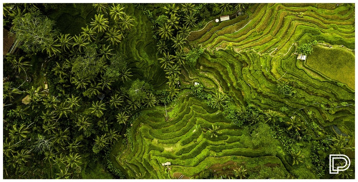 Towee ręcznik szybkoschnący RICE FIELDS, 80 x 160 cm