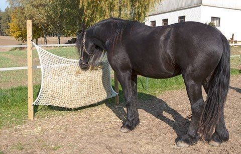 Kerbl Siatka na siano 160 x 100 cm- 322000