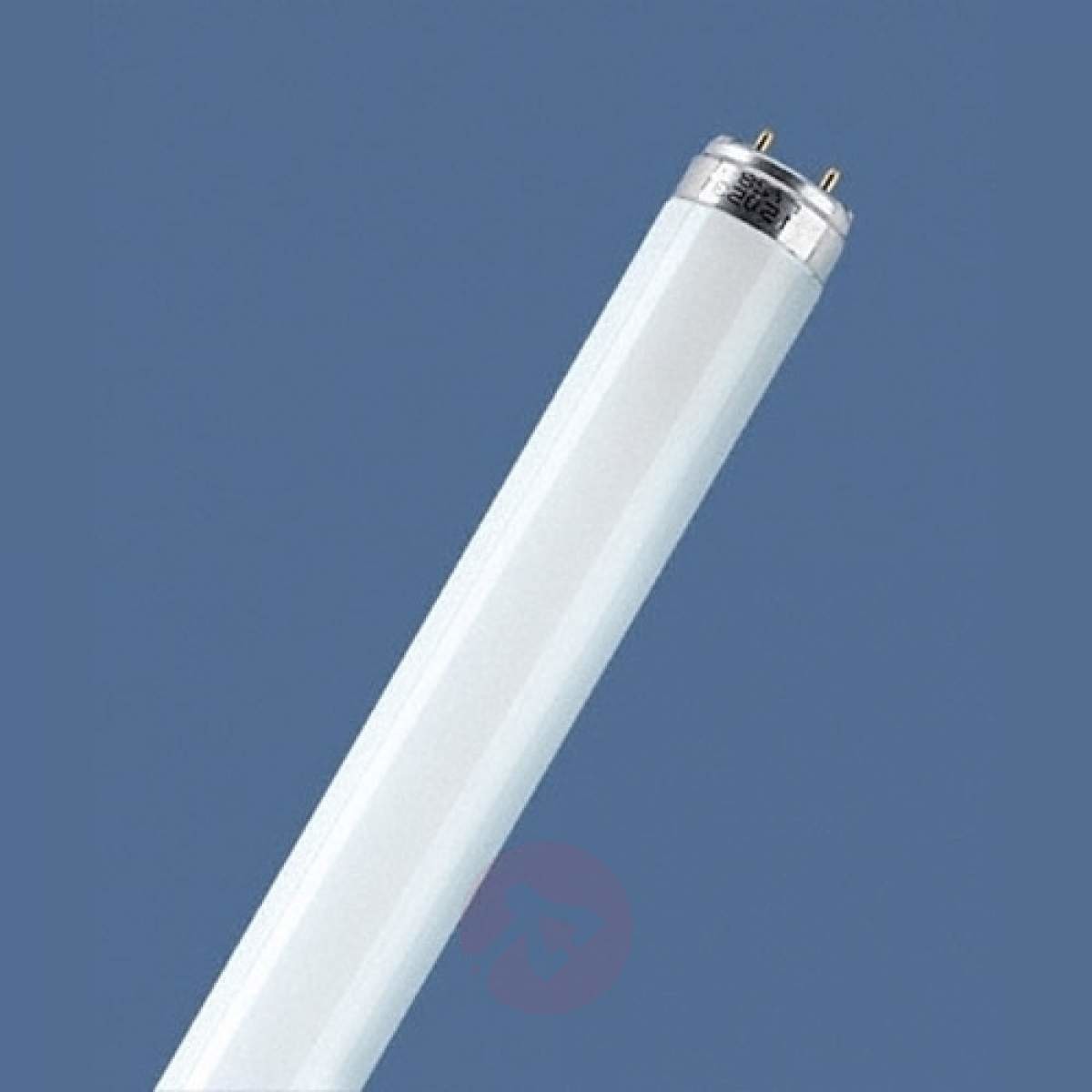 Osram G13 T8 36W 60 czerwona świetlówka