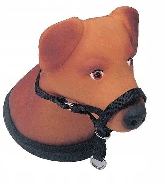 dr Seidla Uzdowa Border Terrier, Jack Russell, Westie