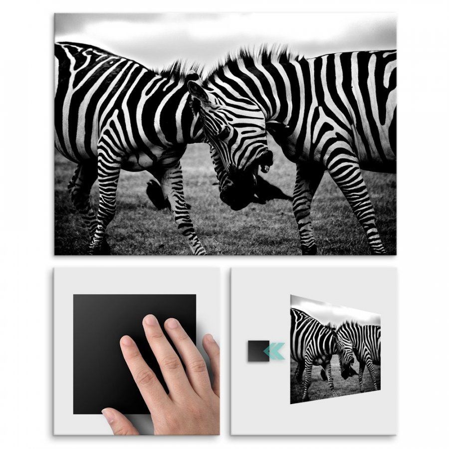 Pix4home Plakat metalowy walczące zebry M POS-M-01773