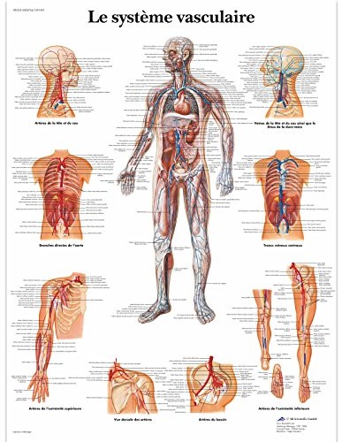 3B Scientific anatomiczne krojenia VR2353UU