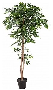 Europalms EUROPALMS Ficus longifolia, sztuczna roślina, 165 cm 82506350