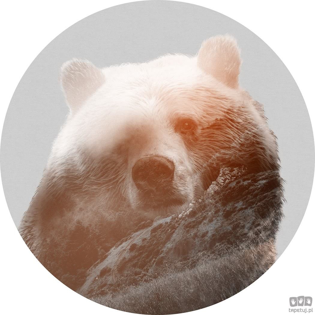 Komar Fototapeta Bearava D1-015 D1-015