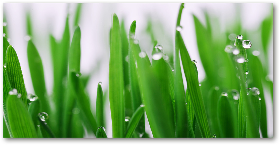 Obraz zdjęcie szkło akryl Źdźbła trawy