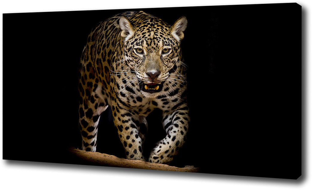 Duży foto obraz na ścianę canvas Jaguar