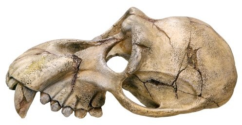 Nobby 28253 akwarium dekoracja Aqua ozdoby 