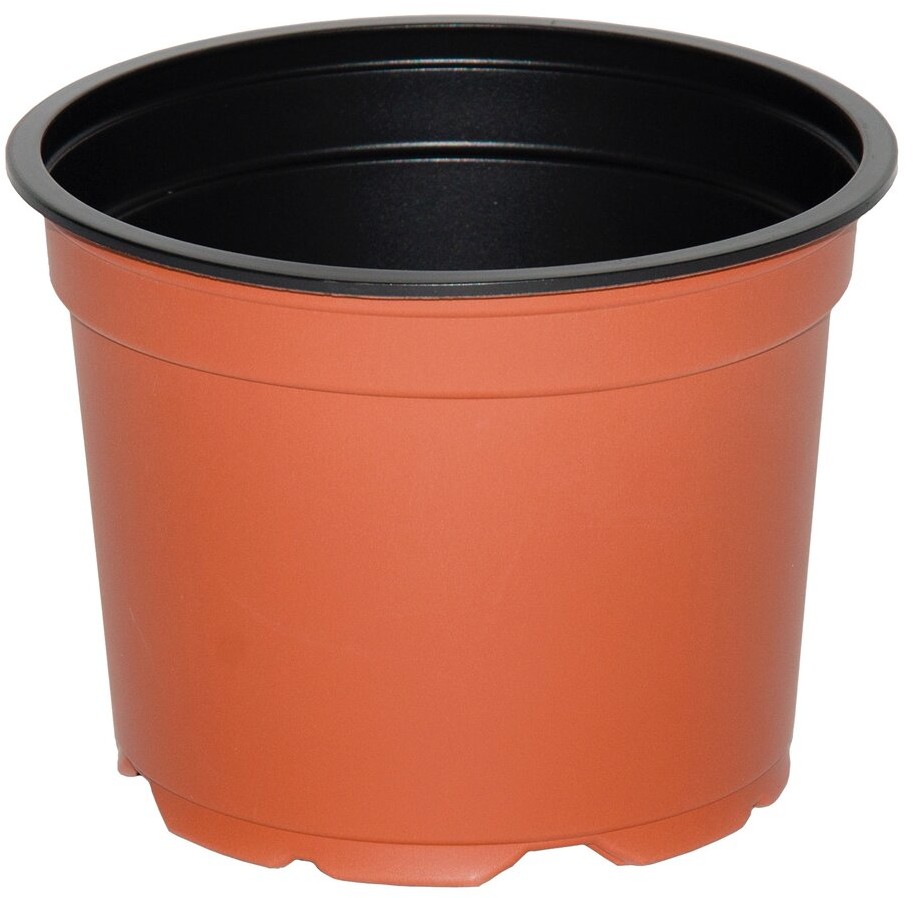 Blumfeldt Tajemniczy Ogród produkcyjna 12 cm