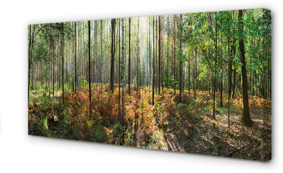 PL Tulup Obrazy na płótnie Las drzewa brzozy 100x50cm
