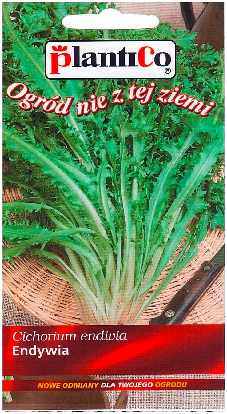 Plantico Endywia Romanesca zielona