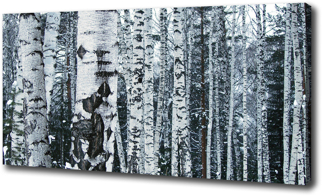 Foto obraz na płótnie Drzewa brzozy