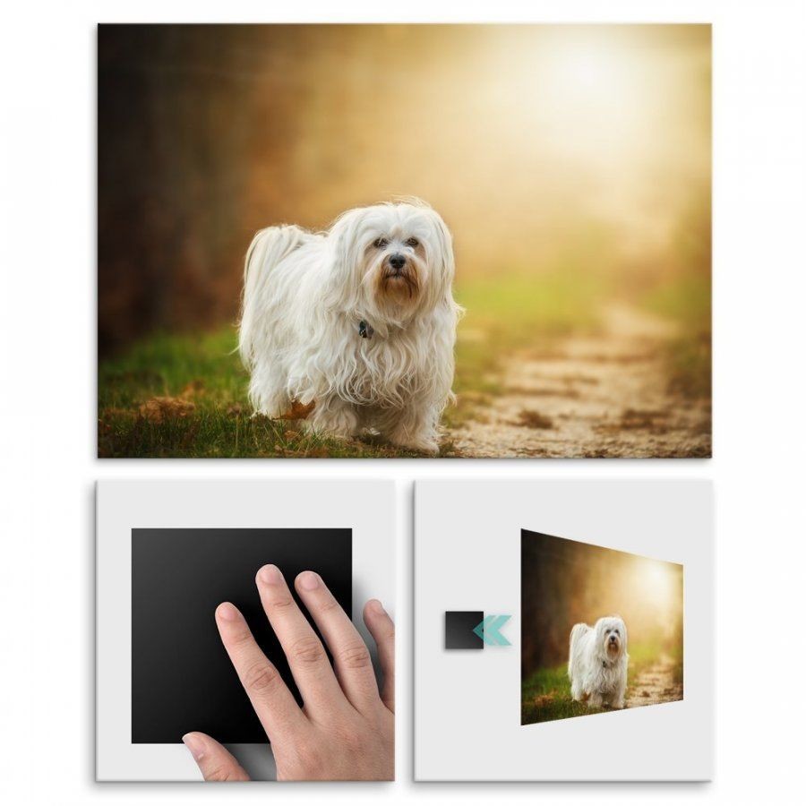 Pix4home Plakat metalowy maltańczyk na spacerze L POS-L-01735