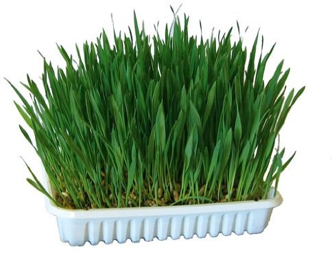 Kerbl KERBL 83199 nastolatków trawy 100 G