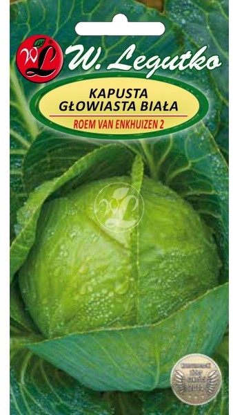Legutko Kapusta Gloria di Enkhuizen 2 Sława z Gołębiewa 2g