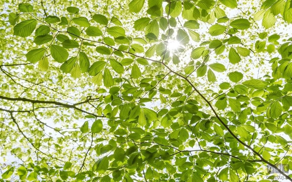 Komar Fototapeta Im Frühlingswald SHX9-045 SHX9-045