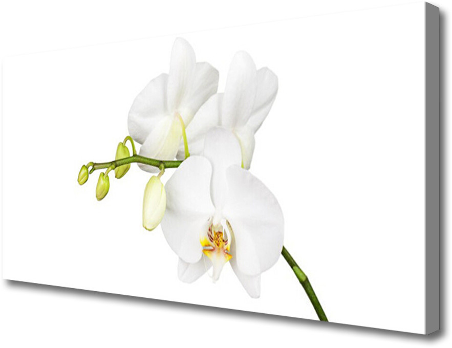 PL Tulup Obraz Canvas Orchidea Kwiaty Natura 125x50cm