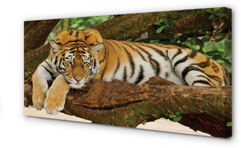 PL Tulup Obrazy na płótnie Drzewo tygrys 125x50cm