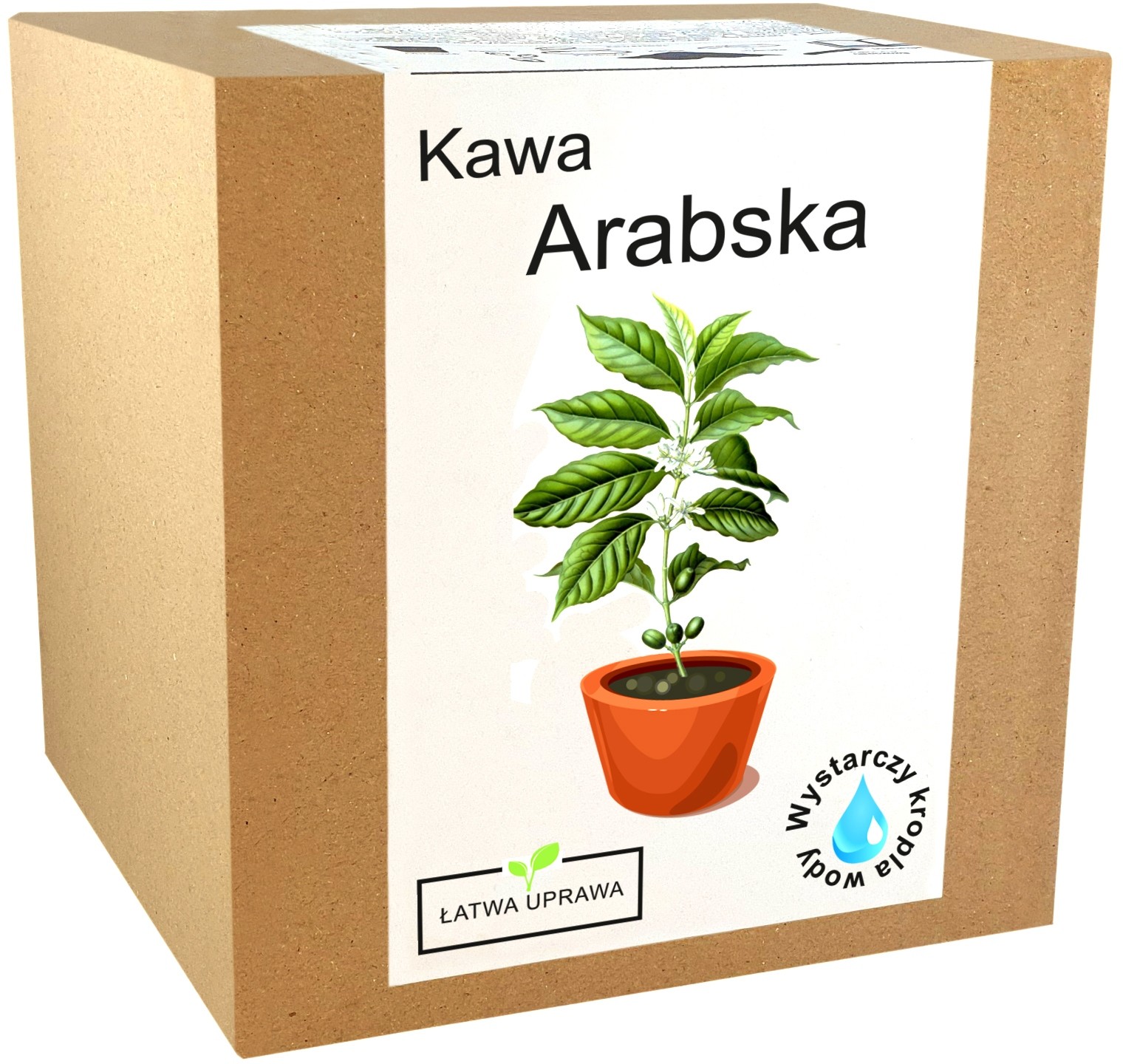 Zestaw do Uprawy Kawa Arabica drzewo kawowe ziarna