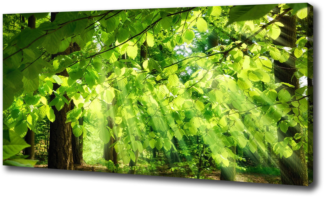 Foto obraz canvas Liście buku
