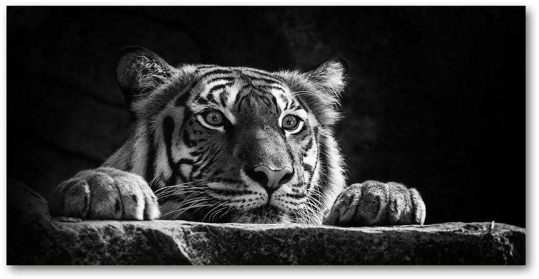 Foto obraz duży na scianę akrylowy Tygrys