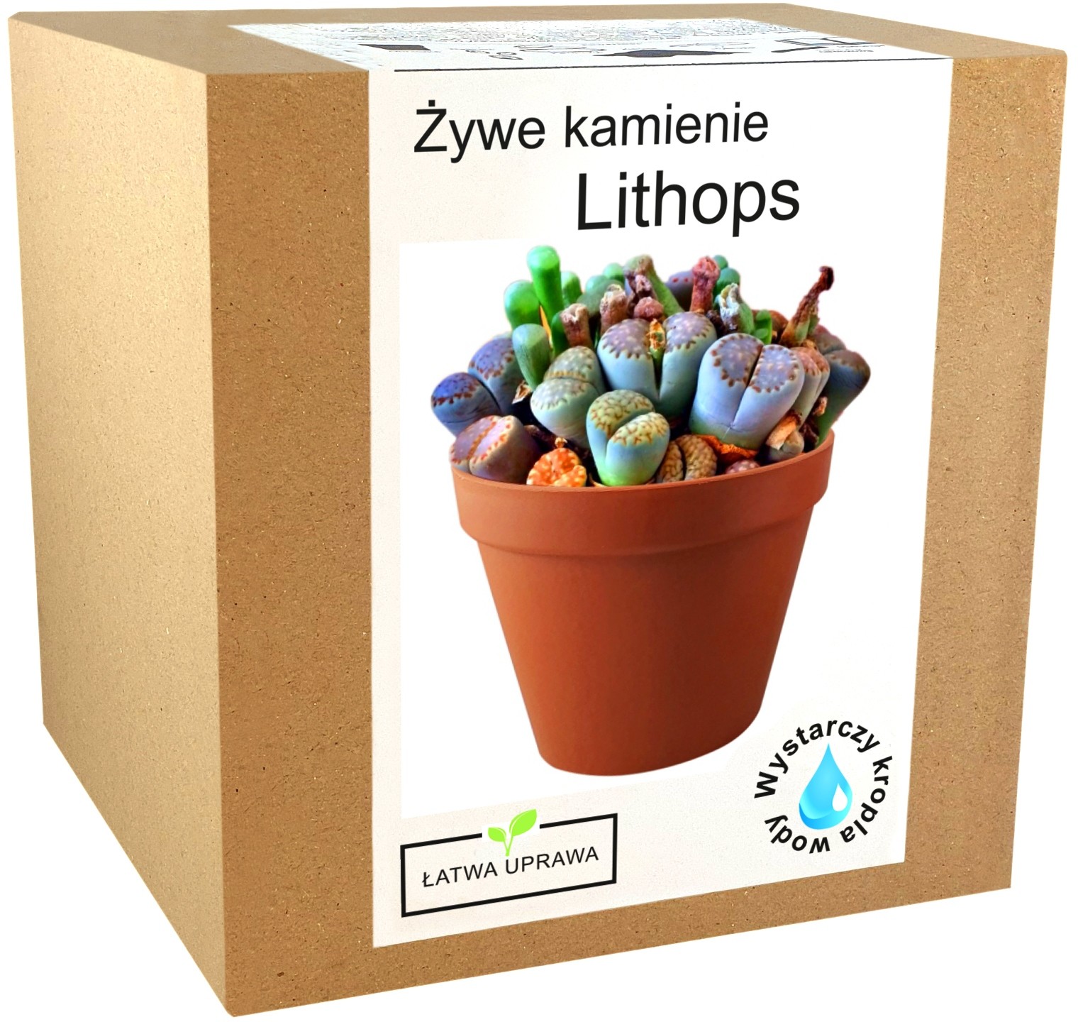 Zestaw do Uprawy Żywe Kamienie Lithops kaktusy