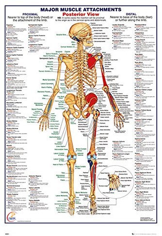 empireposter 740830 Educational  The Human Body tylny Muscle mięśnie  plakat anatomii, papier, wielokolorowa, 91,5 x 61 x 0,14 cm 740830