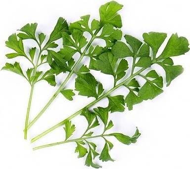 Veritable Veritable wkład nasienny Lingot - rukiew wodna VE-0068570