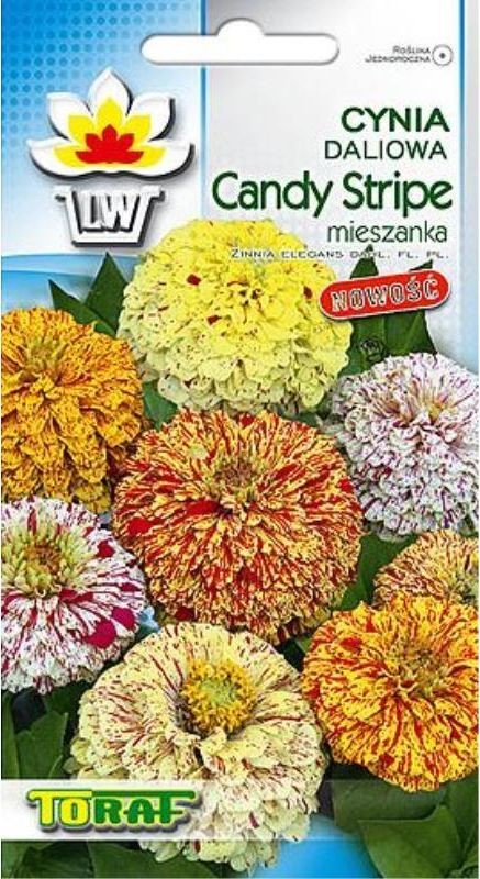 Toraf KWIATY Cynia daliowa Candy Stripe nasiona 1g 00363