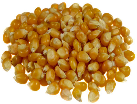 BadaPak Ziarno kukurydzy (popcorn) 25 kg