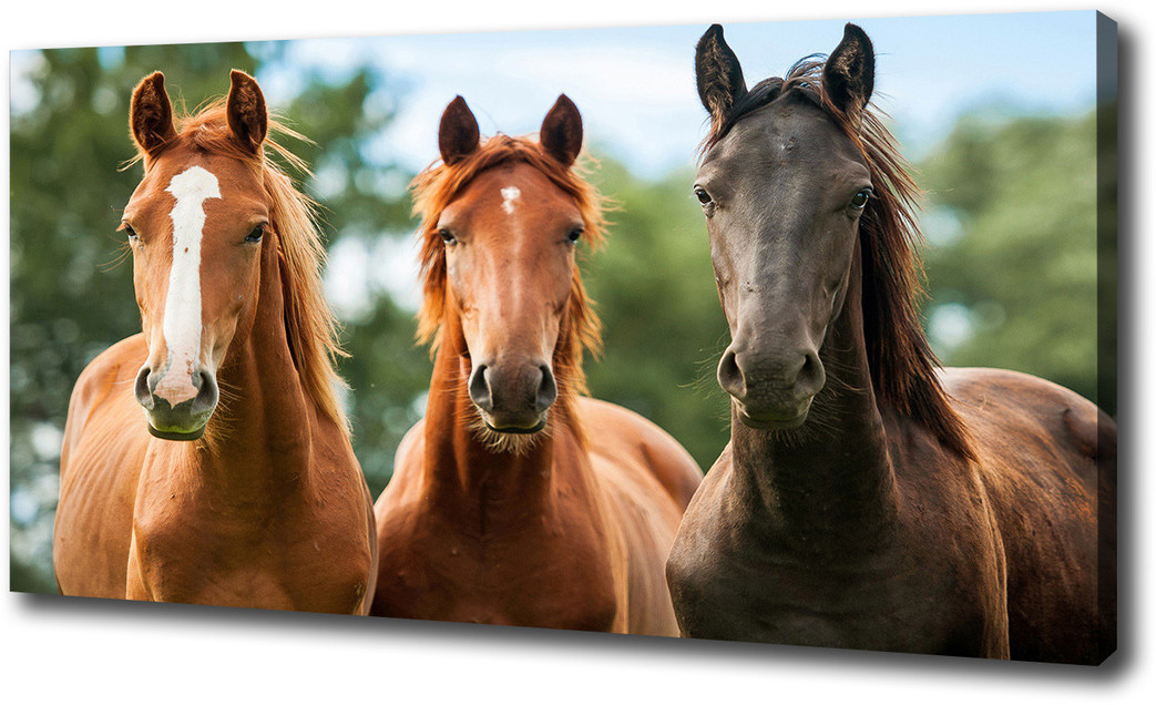 Foto obraz canvas Trzy konie
