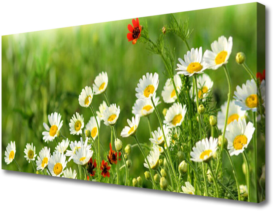 PL Tulup Obraz Canvas Stokrotka Roślina Natura 120x60cm