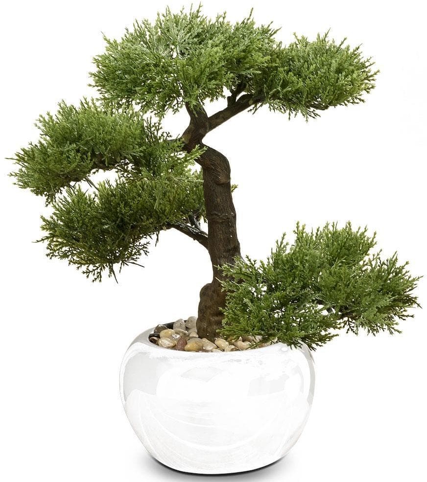 Drzewko bonsai w doniczce iglaste