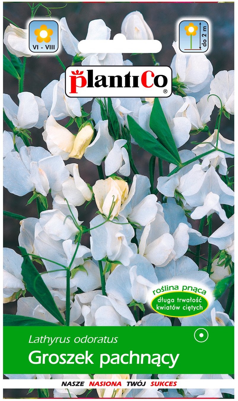 Plantico Groszek pachnący biały