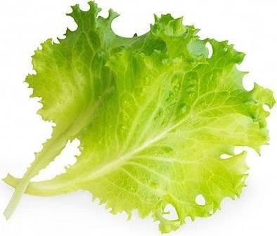 Veritable Veritable wkład nasienny Lingot - sałata masłowa VE-0068561