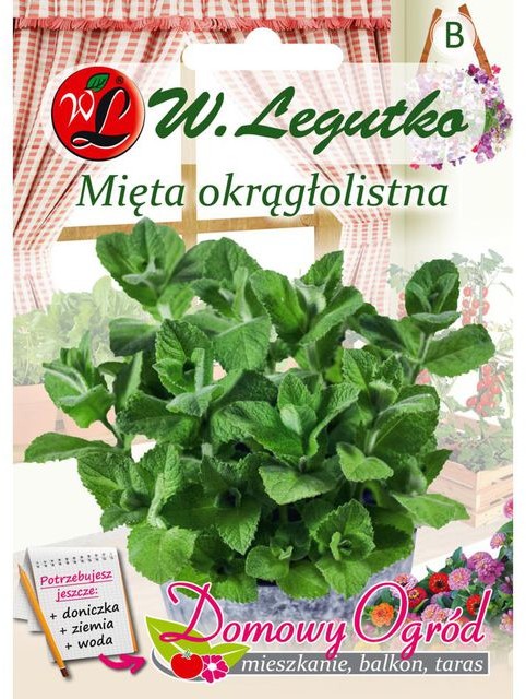 Legutko Mięta okrągłolistna