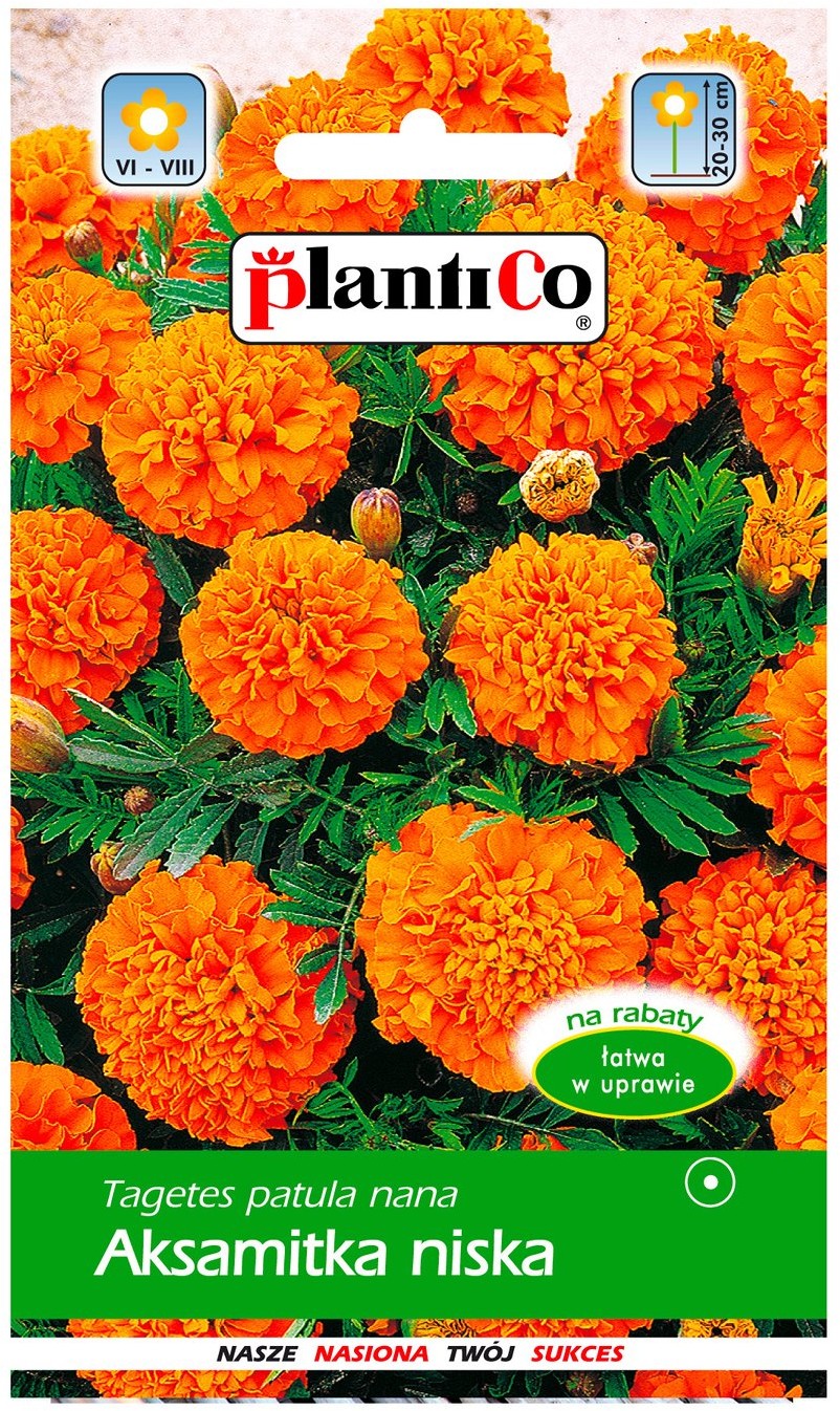 Plantico Aksamitka niska Petite Orange